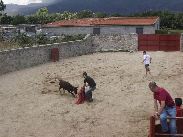  Participating in a capea 